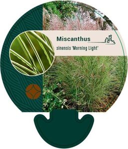 Miscanthus sin. 'Morning Light' geen maat specificatie 0,55L/P9cm - afbeelding 5