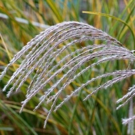 Miscanthus sin. 'Morning Light' geen maat specificatie 0,55L/P9cm - afbeelding 9