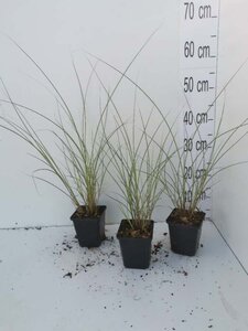 Miscanthus sin. 'Morning Light' geen maat specificatie 0,55L/P9cm - afbeelding 2