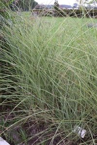 Miscanthus sin. 'Morning Light' geen maat specificatie 0,55L/P9cm - afbeelding 8