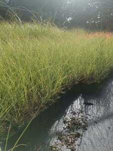 Miscanthus sin. 'Morning Light' geen maat specificatie 0,55L/P9cm - afbeelding 11