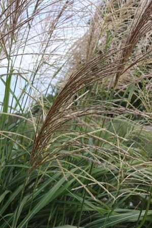 Miscanthus sin. 'Silberfeder' geen maat specificatie 0,55L/P9cm - afbeelding 5