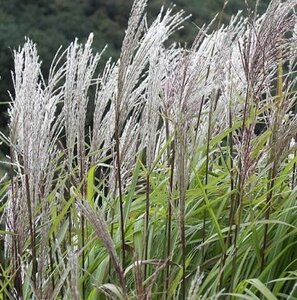 Miscanthus sin. 'Silberfeder' geen maat specificatie 0,55L/P9cm - afbeelding 4