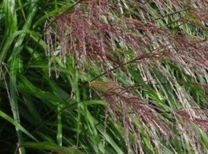 Miscanthus sin. 'Silberfeder' geen maat specificatie 0,55L/P9cm - afbeelding 1