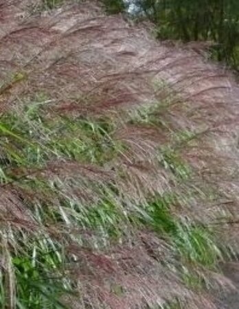 Miscanthus sin. 'Silberfeder' geen maat specificatie 0,55L/P9cm - afbeelding 2