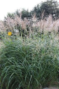 Miscanthus sin. 'Silberfeder' geen maat specificatie 0,55L/P9cm - afbeelding 8