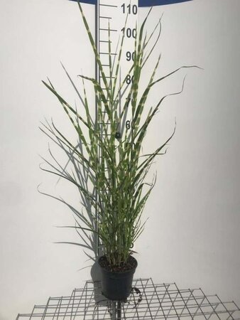 Miscanthus sin. 'Strictus' geen maat specificatie cont. 2,0L - afbeelding 3