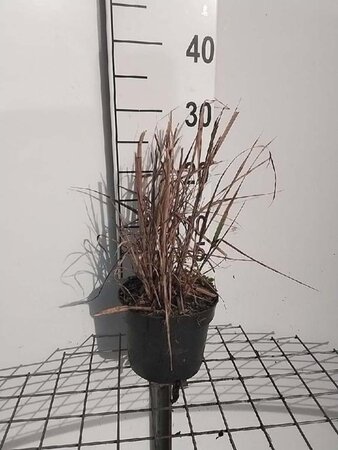 Miscanthus sin. 'Strictus' geen maat specificatie cont. 2,0L - afbeelding 4