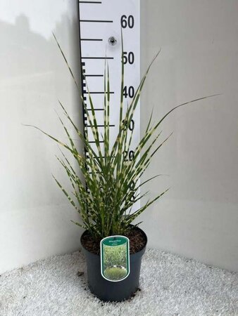 Miscanthus sin. 'Strictus' geen maat specificatie cont. 3,0L - afbeelding 3