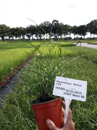 Miscanthus sin. 'Strictus' geen maat specificatie 0,55L/P9cm - afbeelding 7