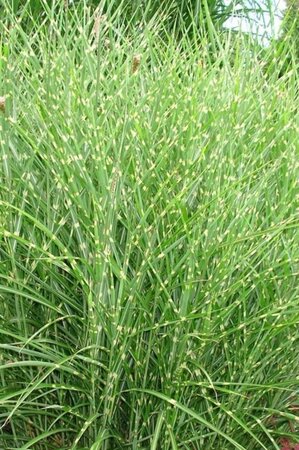 Miscanthus sin. 'Strictus' geen maat specificatie 0,55L/P9cm - afbeelding 2