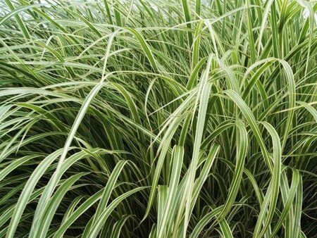 Miscanthus sin. 'Variegatus' geen maat specificatie 0,55L/P9cm - afbeelding 1