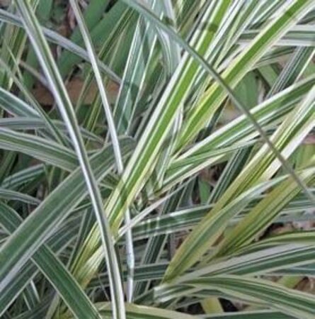 Miscanthus sin. 'Variegatus' geen maat specificatie 0,55L/P9cm - afbeelding 3