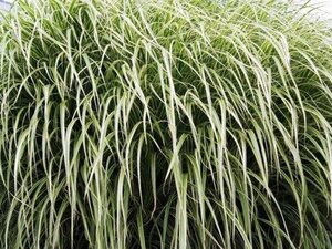 Miscanthus sin. 'Variegatus' geen maat specificatie 0,55L/P9cm - afbeelding 2