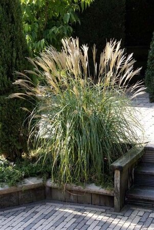 Miscanthus sin. 'Yaku Jima' geen maat specificatie 0,55L/P9cm - afbeelding 8