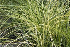 Miscanthus sin. 'Yaku Jima' geen maat specificatie 0,55L/P9cm - afbeelding 5