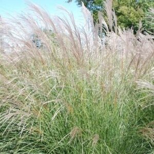 Miscanthus sin. 'Yaku Jima' geen maat specificatie 0,55L/P9cm - afbeelding 7