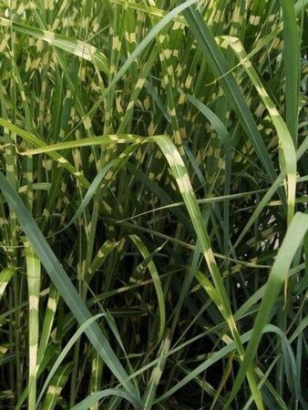 Miscanthus sin. 'Zebrinus' geen maat specificatie cont. 3,0L - afbeelding 1