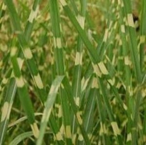 Miscanthus sin. 'Zebrinus' geen maat specificatie 0,55L/P9cm - afbeelding 3