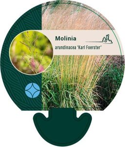 Molinia arund. 'Karl Foerster' geen maat specificatie 0,55L/P9cm - afbeelding 2