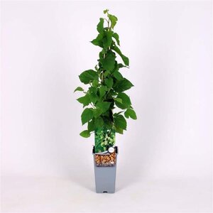 Morus alba 70 cm vierkant 2L - afbeelding 2