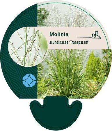 Molinia arund. 'Transparent' geen maat specificatie 0,55L/P9cm - afbeelding 5