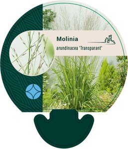 Molinia arund. 'Transparent' geen maat specificatie 0,55L/P9cm - image 5