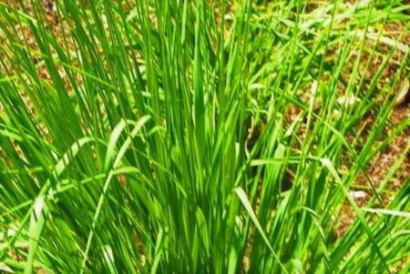 Molinia caerulea geen maat specificatie 0,55L/P9cm - afbeelding 1