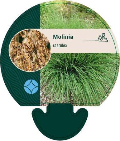 Molinia caerulea geen maat specificatie 0,55L/P9cm - afbeelding 2