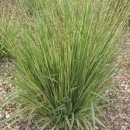 Molinia caerulea geen maat specificatie 0,55L/P9cm - afbeelding 3