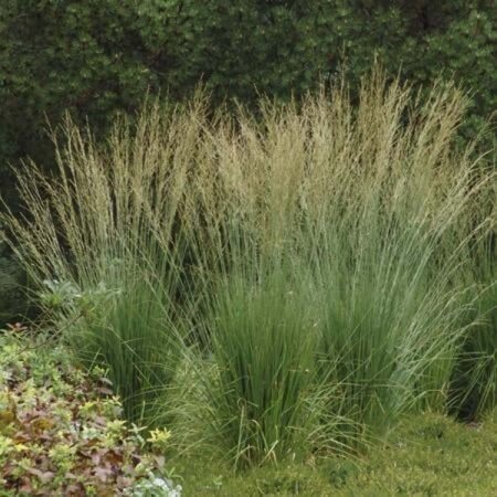 Molinia caerulea 'Dauerstrahl' geen maat specificatie 0,55L/P9cm - afbeelding 3