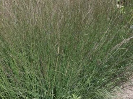 Molinia caerulea 'Dauerstrahl' geen maat specificatie 0,55L/P9cm - afbeelding 1