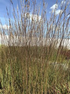 Molinia caerulea 'Edith Dudszus' geen maat specificatie cont. 3,0L - image 3