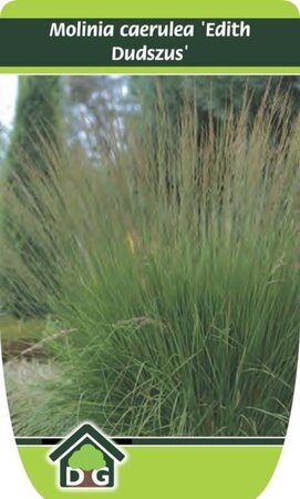 Molinia caerulea 'Edith Dudszus' geen maat specificatie cont. 3,0L - image 8