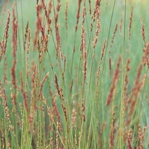 Molinia caerulea 'Edith Dudszus' geen maat specificatie 0,55L/P9cm - afbeelding 7