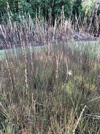 Molinia caerulea 'Edith Dudszus' geen maat specificatie 0,55L/P9cm - afbeelding 2