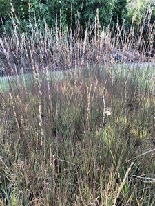 Molinia caerulea 'Edith Dudszus' geen maat specificatie 0,55L/P9cm - afbeelding 2