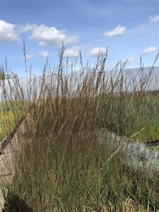 Molinia caerulea 'Edith Dudszus' geen maat specificatie 0,55L/P9cm - image 1