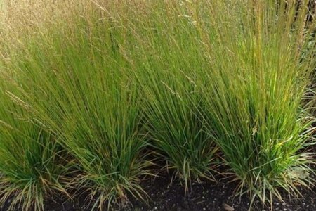 Molinia caerulea 'Moorflamme' geen maat specificatie cont. 5,0L - afbeelding 1