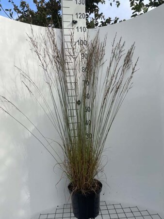 Molinia caerulea 'Moorflamme' geen maat specificatie cont. 5,0L - image 3