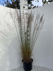 Molinia caerulea 'Moorflamme' geen maat specificatie cont. 5,0L - image 4