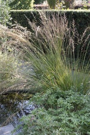 Molinia caerulea 'Moorhexe' geen maat specificatie 0,55L/P9cm - afbeelding 5