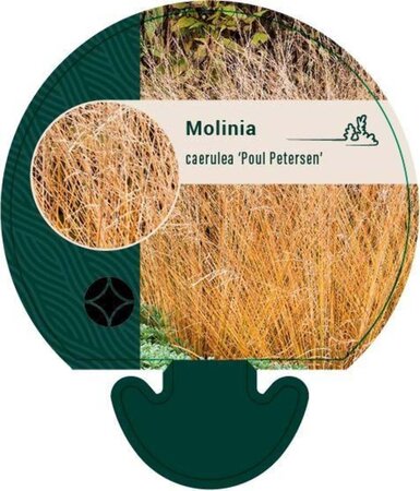 Molinia caerulea 'Poul Petersen' geen maat specificatie 0,55L/P9cm - afbeelding 2