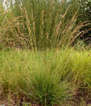 Molinia caerulea 'Poul Petersen' geen maat specificatie 0,55L/P9cm - afbeelding 3