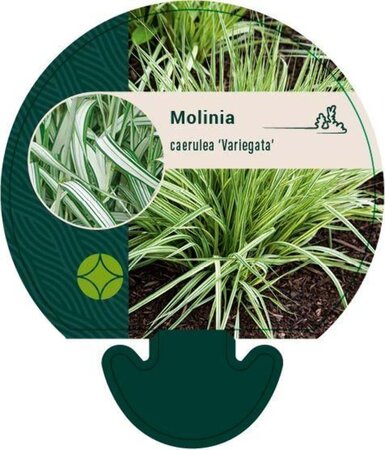 Molinia caerulea 'Variegata' geen maat specificatie 0,55L/P9cm - afbeelding 4