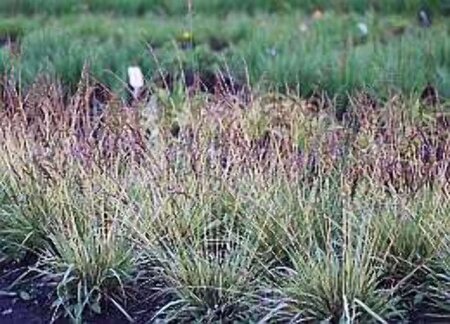 Molinia caerulea 'Variegata' geen maat specificatie 0,55L/P9cm - afbeelding 2