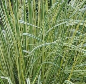 Molinia caerulea 'Variegata' geen maat specificatie 0,55L/P9cm - afbeelding 3