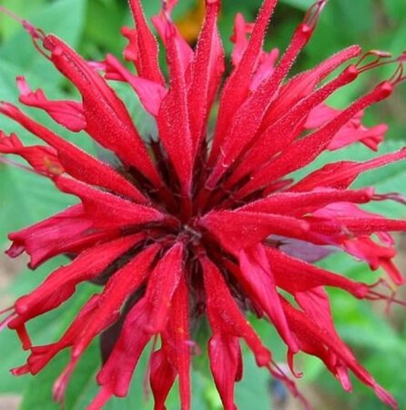 Monarda 'Jacob Cline' geen maat specificatie 0,55L/P9cm - afbeelding 1