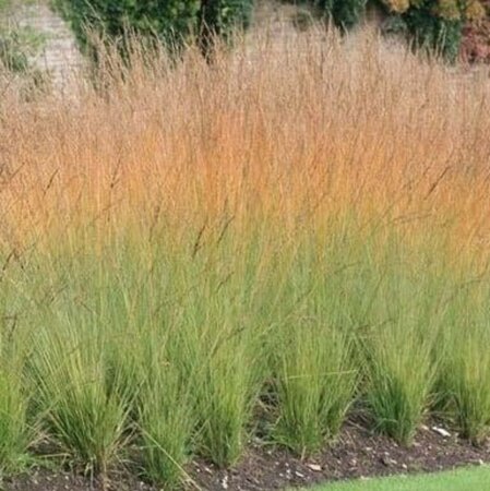 Molinia caerulea 'Heidezwerg' geen maat specificatie 0,55L/P9cm - afbeelding 1