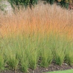 Molinia caerulea 'Heidezwerg' geen maat specificatie 0,55L/P9cm - afbeelding 1